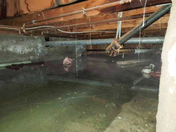 Best Water damage cleanup near me  in Freemansburg, PA